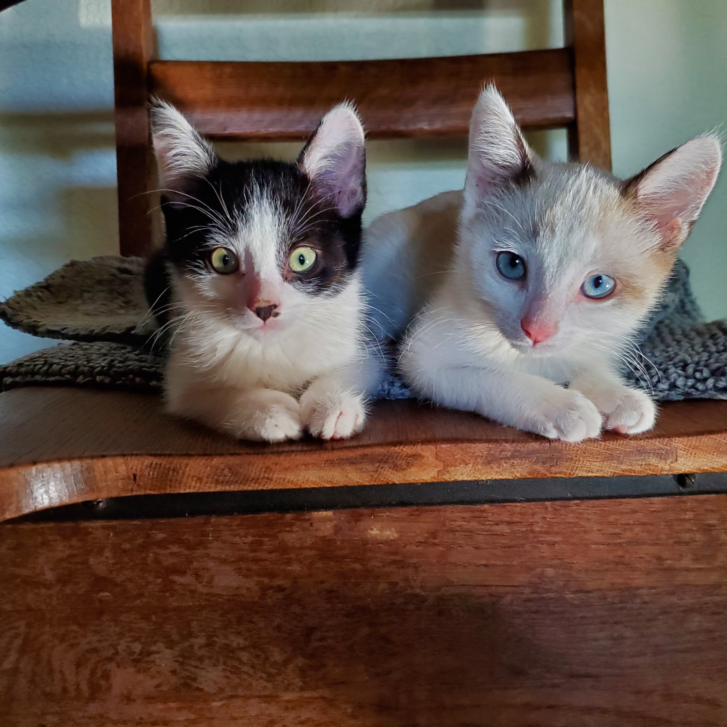 Two kittens lying side by side on a wooden desk