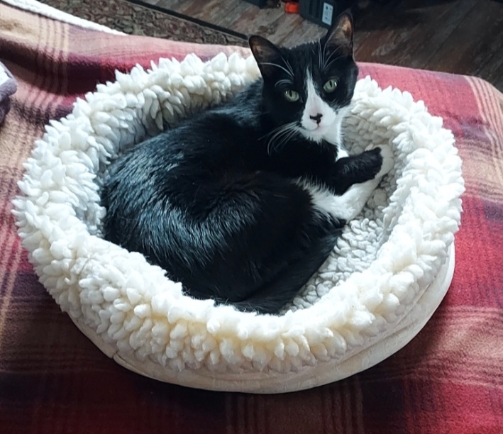 A black and white cat sitting in a cat bed