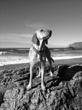 Black and White image of a dog standing on the beach