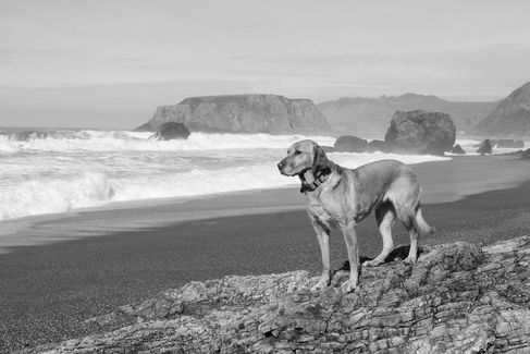 Black and White image of a dog standing on the beach