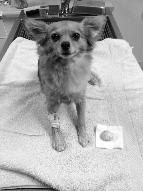 Black and White image of a dog on a towel with a bandage on leg