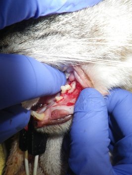 Doctor looking at a dogs teeth