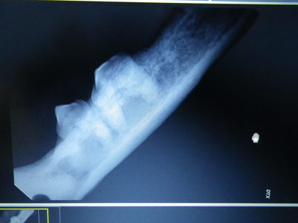 Dental X-ray of dog teeth