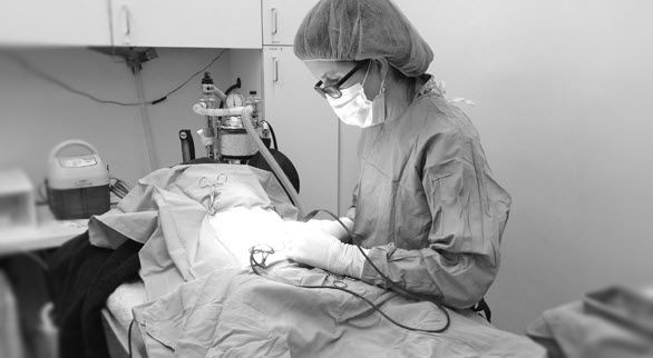 Black and White picture of a doctor doing surgery on a pet
